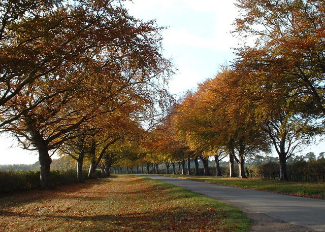 File:Autumn time along Kings Avenue, Sandringham. - geograph.org.uk - 150584.jpg