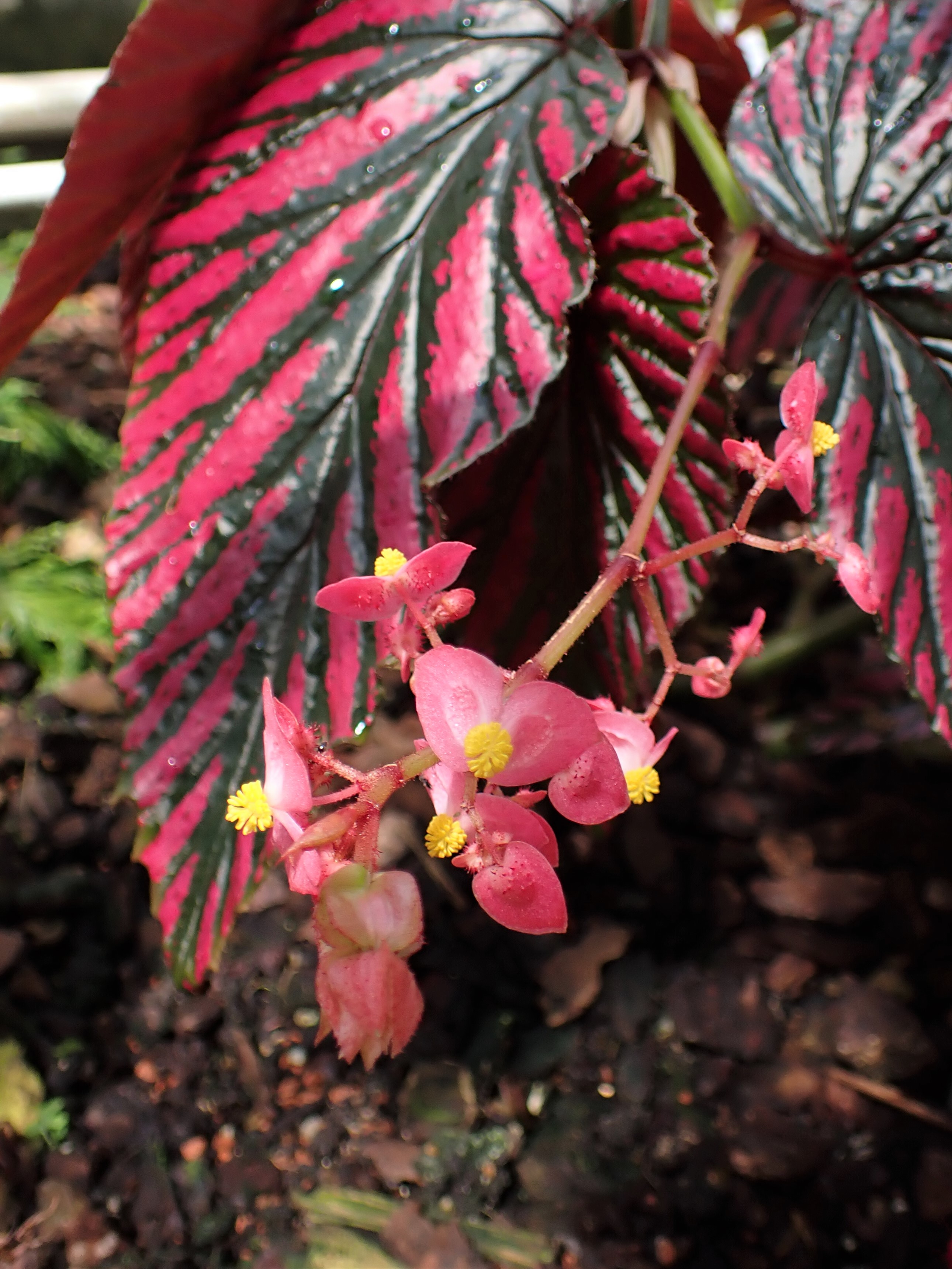 File:Begonia brevirimosa subsp. exotica  - Wikimedia Commons