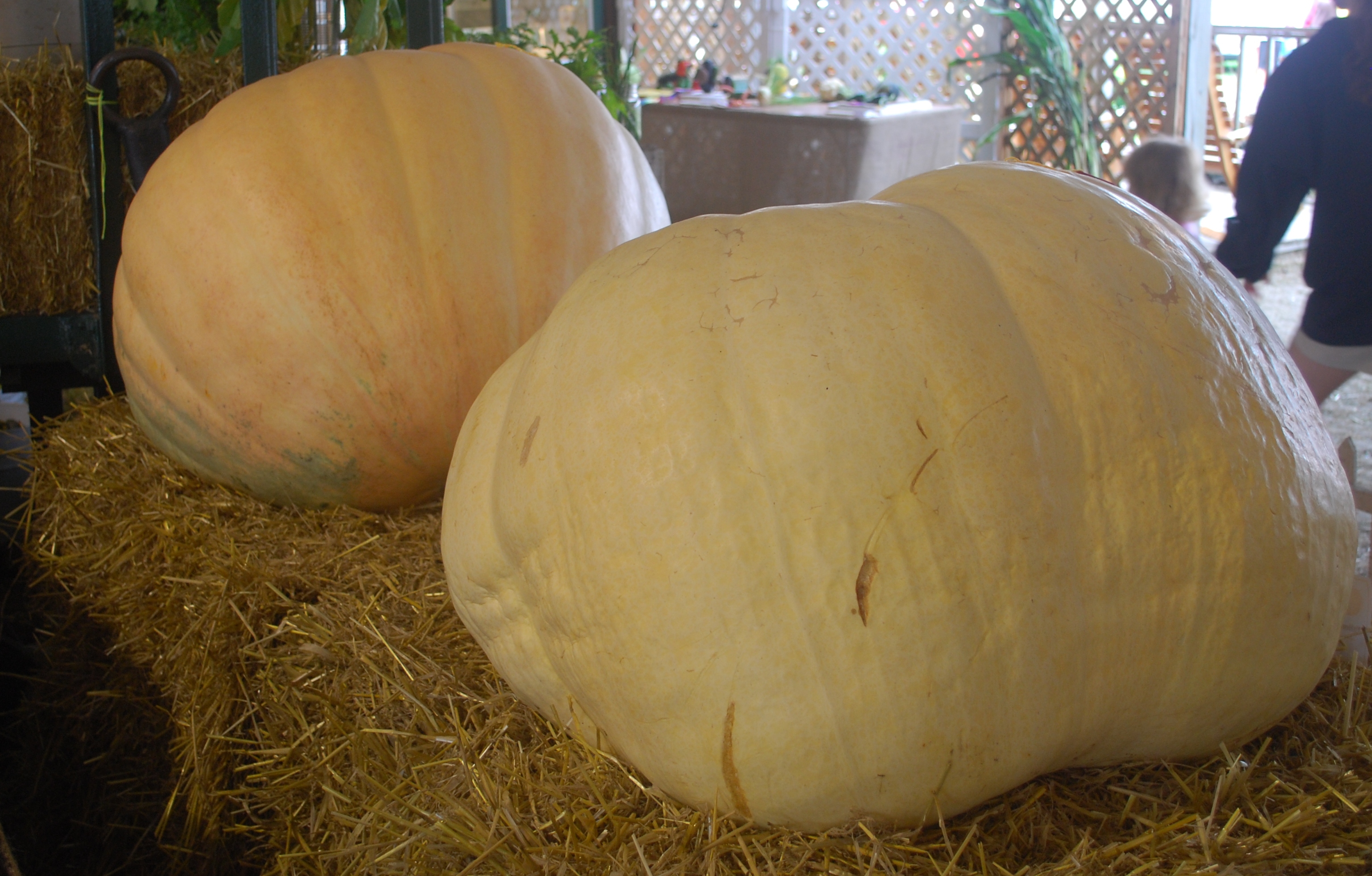 File:Big & Small Pumkins.JPG - Wikimedia Commons