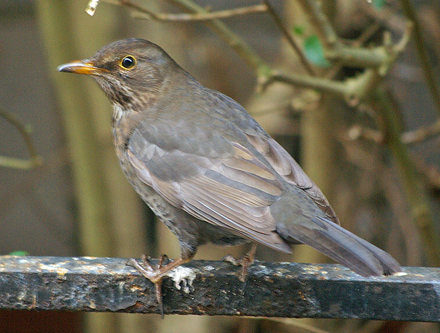 File:Blackbird - geograph.org.uk - 374923.jpg