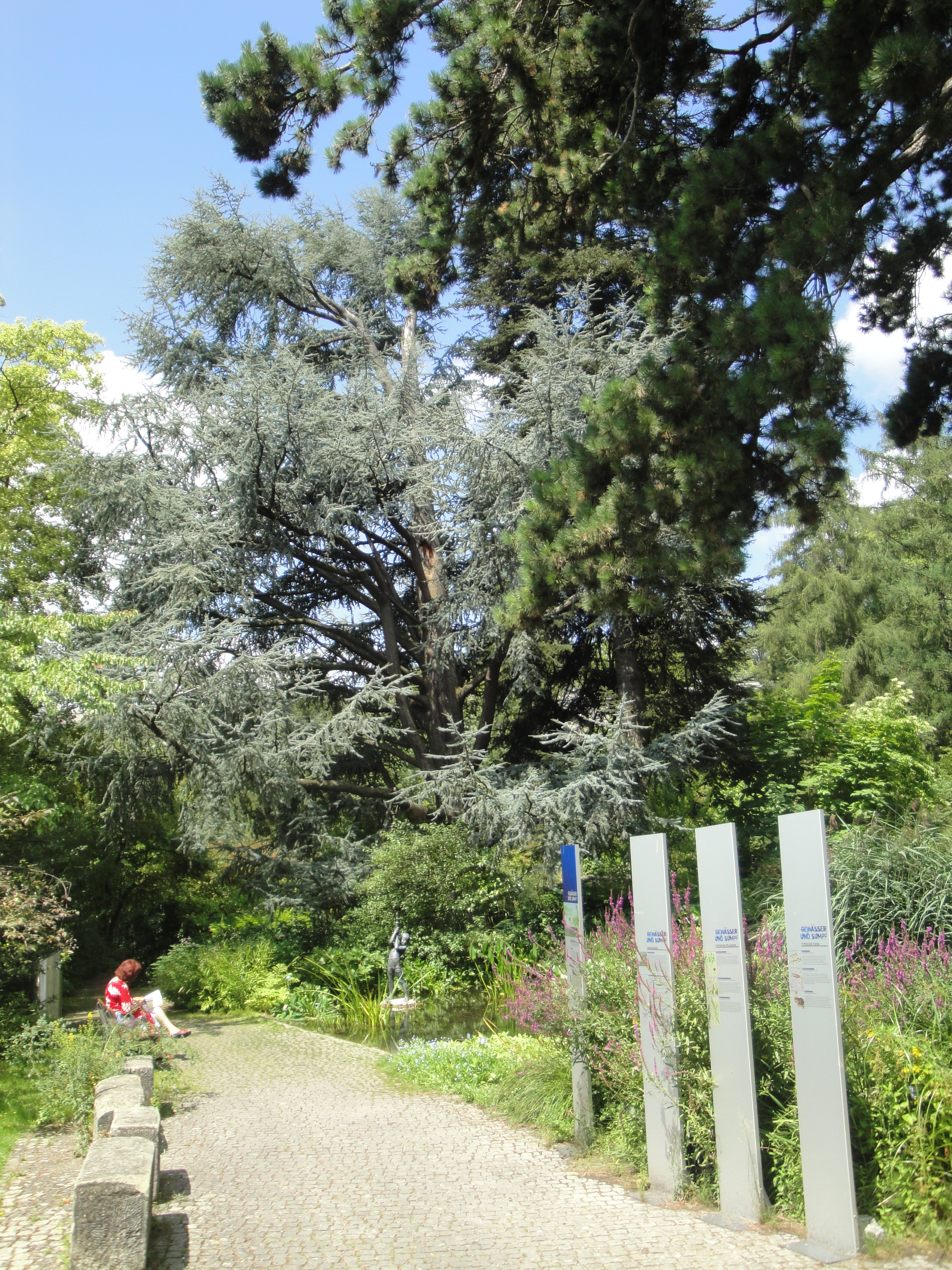 File Botanischer Garten Bern Dsc04032 Jpg Wikimedia Commons