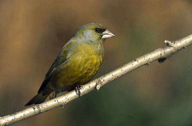 صورة:Carduelis chloris 6 (Marek Szczepanek).jpg