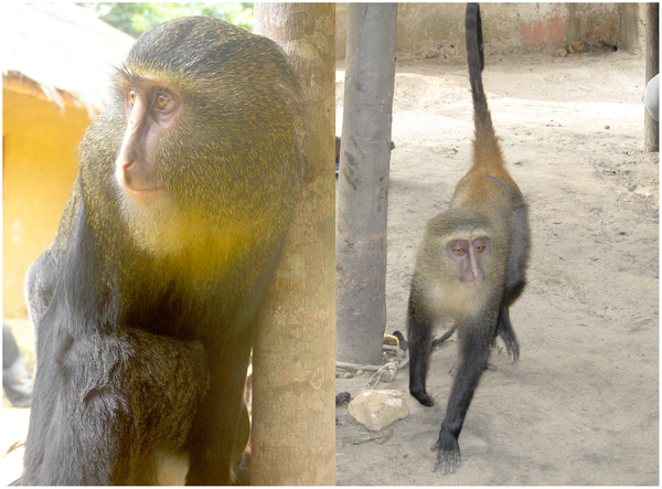 File:Cercopithecus lomamiensis (Lesula).png