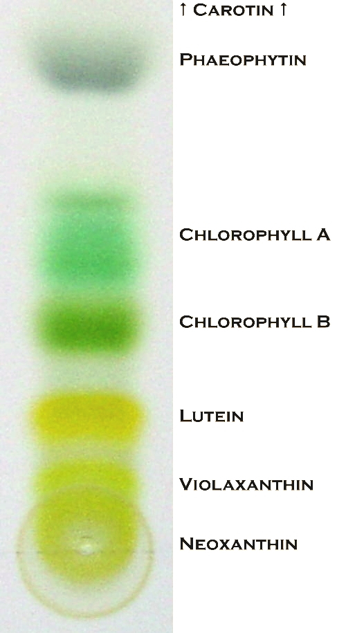 Chromatography paper separation