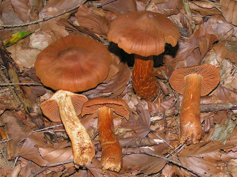 File:Cortinarius rubellus 01.jpg