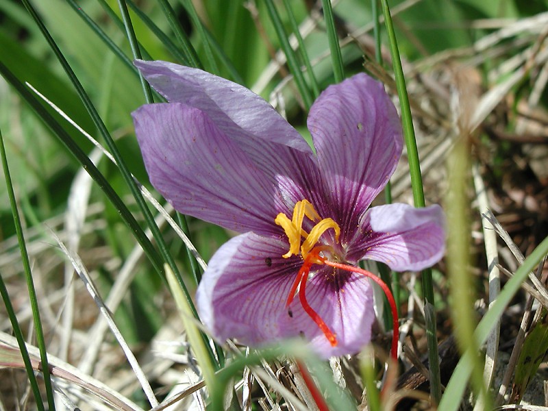 File:Crocus sativus sahuran.jpg