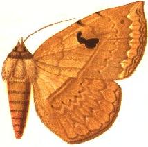 <i>Cyligramma simplex</i> Species of moth