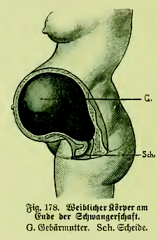 File:Die Frau als Hausärztin (1911) 178 Weiblicher Körper am Ende der Schwangerschaft.png