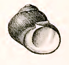 <i>Diloma nigerrimum</i> species of mollusc