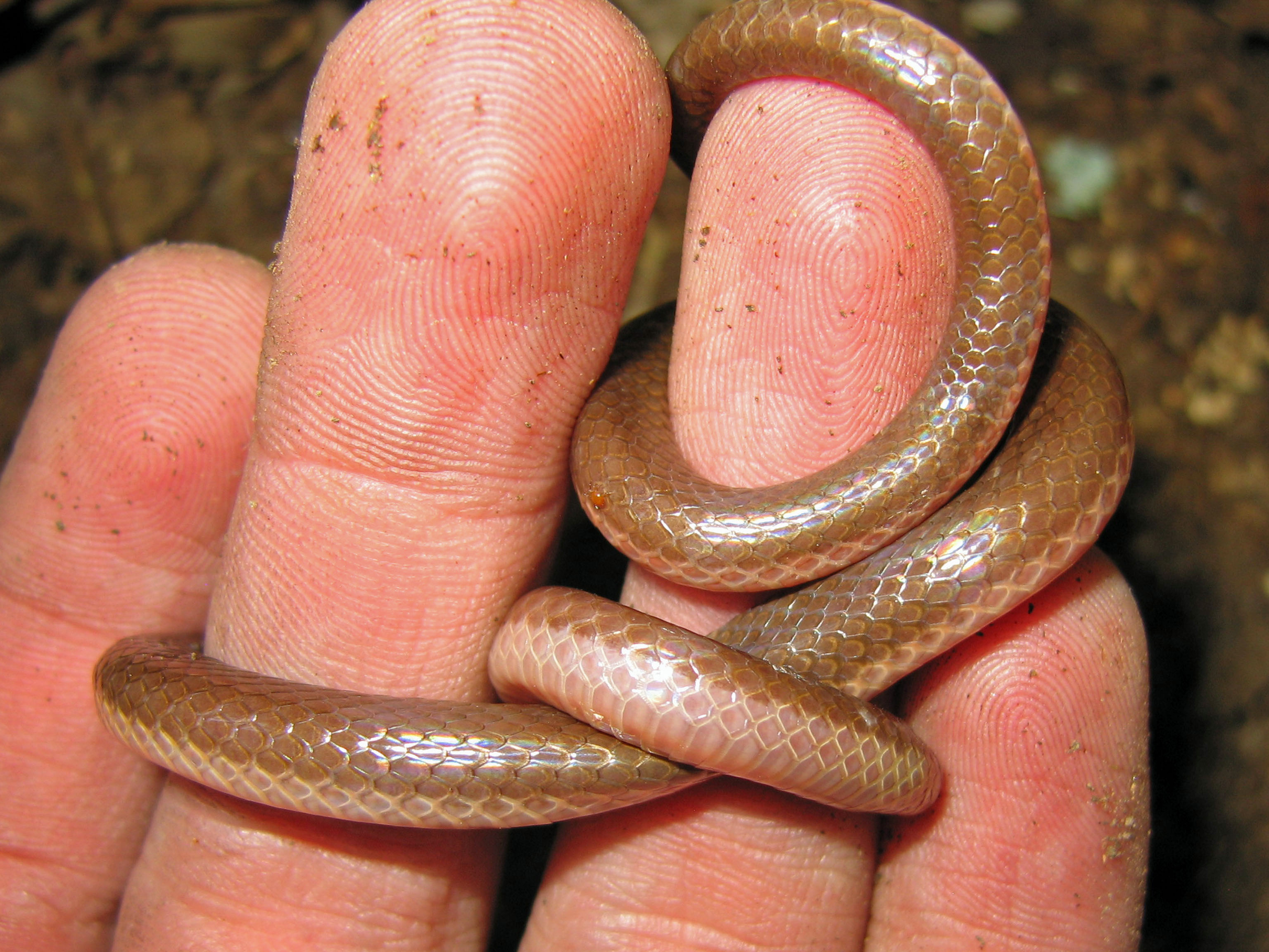 Snake worms. Островной полоз. Worm snek. Eastern worm фото.