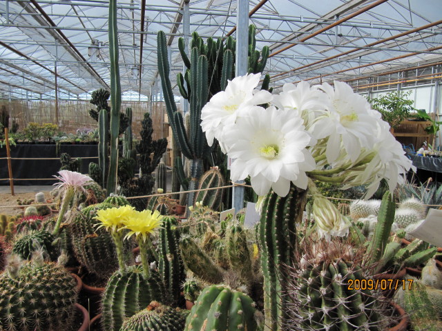 File:Echinopsis (3742904137).jpg