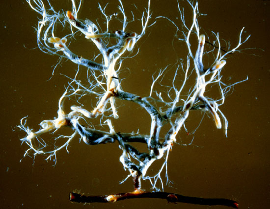 File:Ectomycorrhizae002.jpg