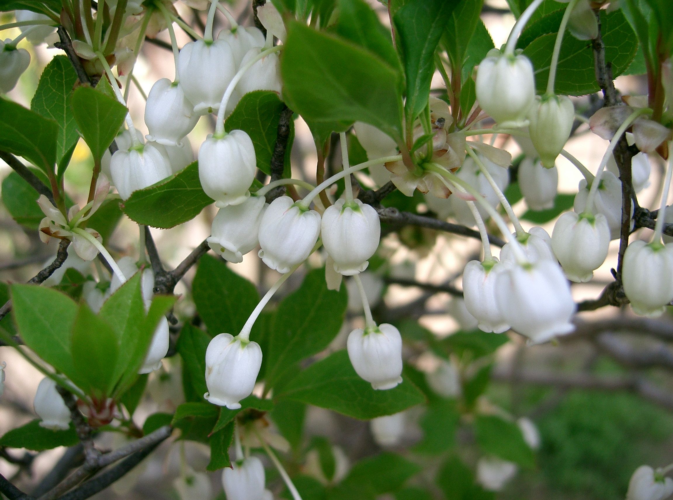 Image of Enkianthus perulatus in spring