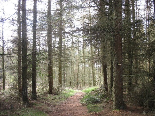 Forest walk near the summit of Mynydd Llwydiarth - geograph.org.uk - 957995
