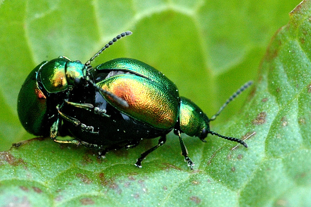 File:Gastrophysa.viridula3.-.lindsey.jpg