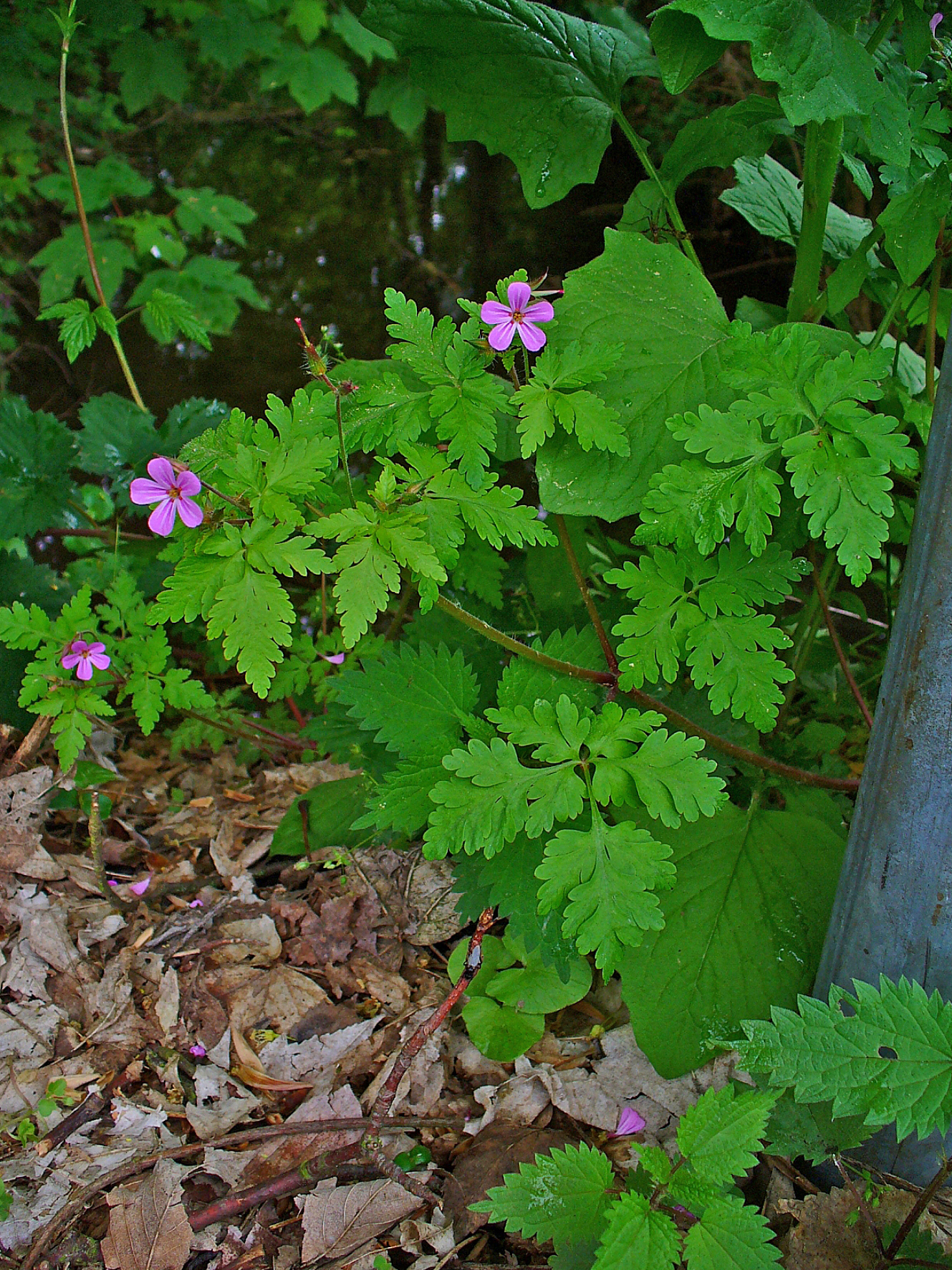 Geranium robertianum