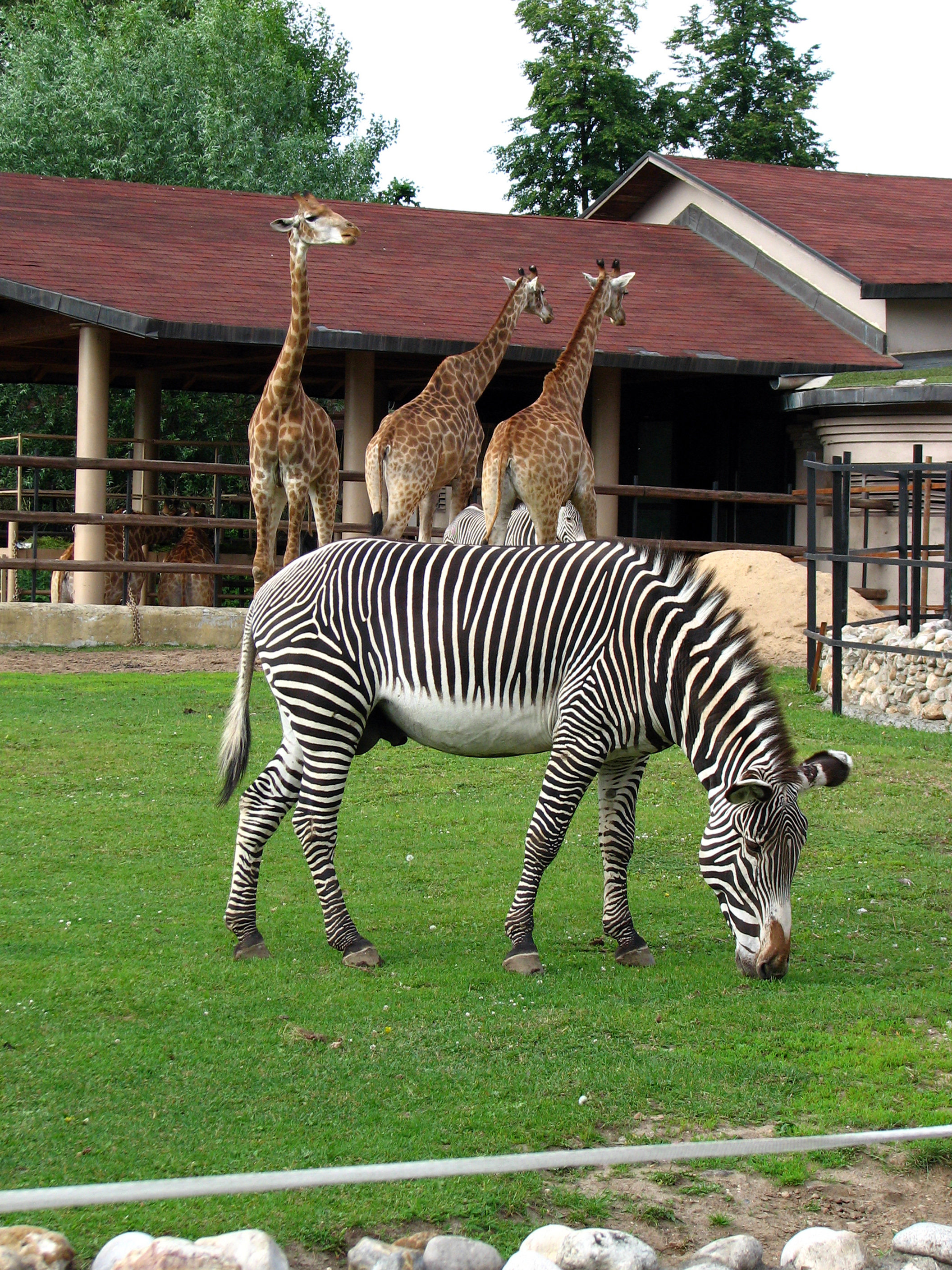 Zoo r. Московский государственный Зоологический парк. Московский Zoo зоопарк. Московский зоопарк зоопарки. Московский зоопарк парк.