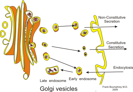 File:Golgi secretions.png