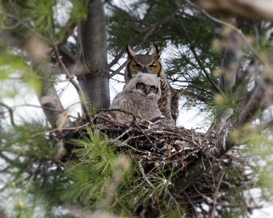 great horned owl nest