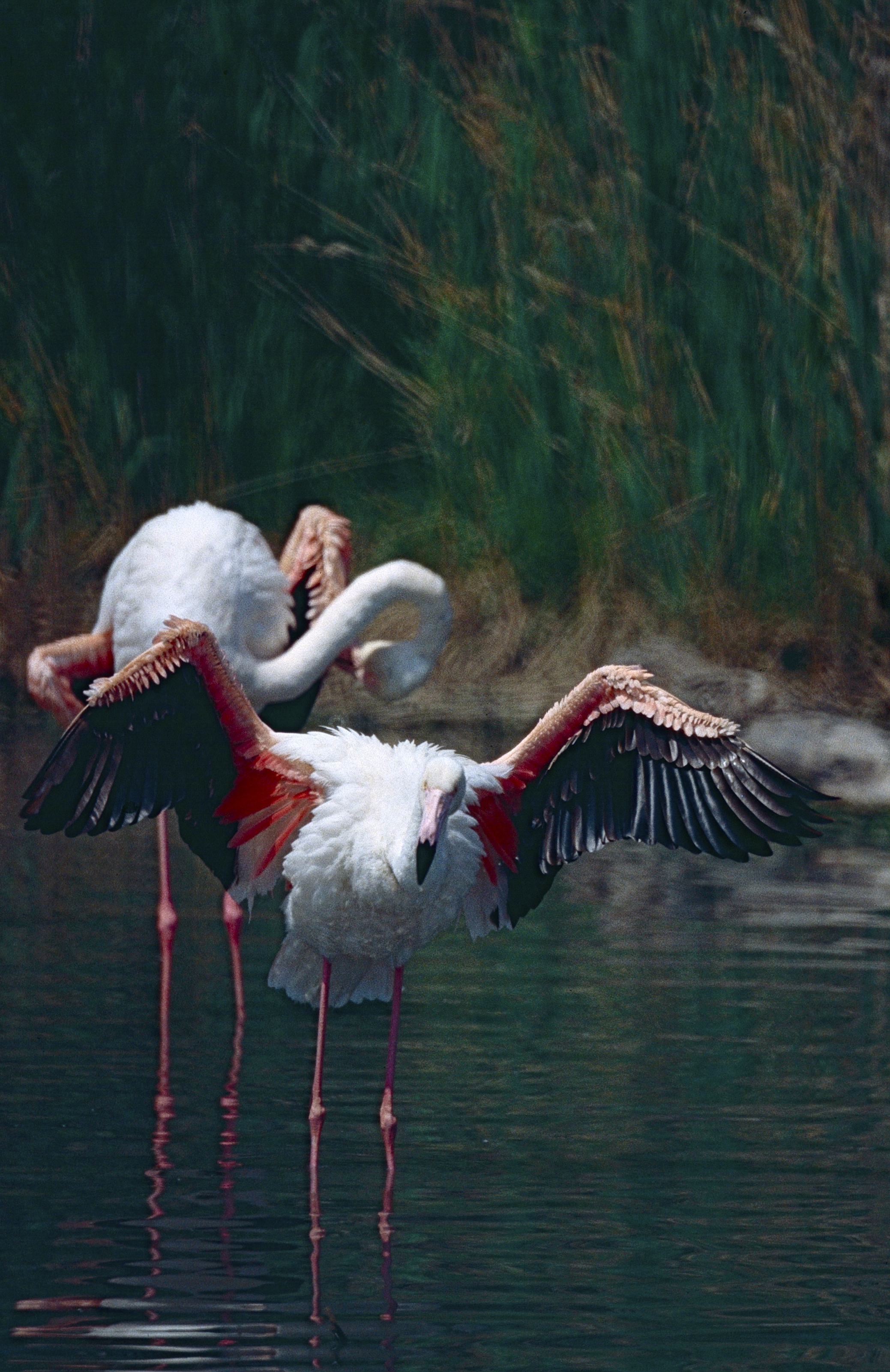 Greater Flamingoes (Phoenicopterus roseus) (14941384371).jpg