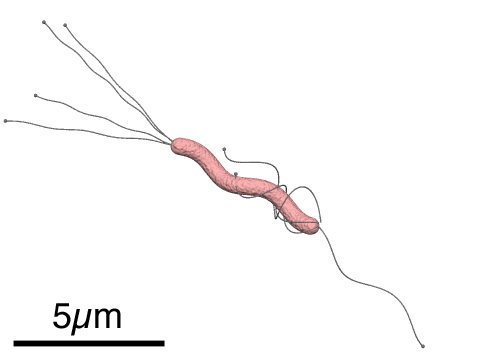 File:Helicobacter pylori diagram.png