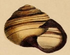 <i>Marilynessa yulei</i> Species of gastropod