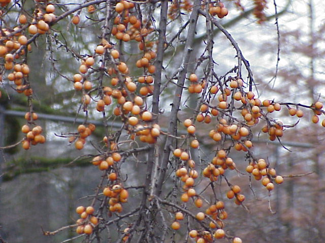 File:Hippophae rhamnoides2.jpg