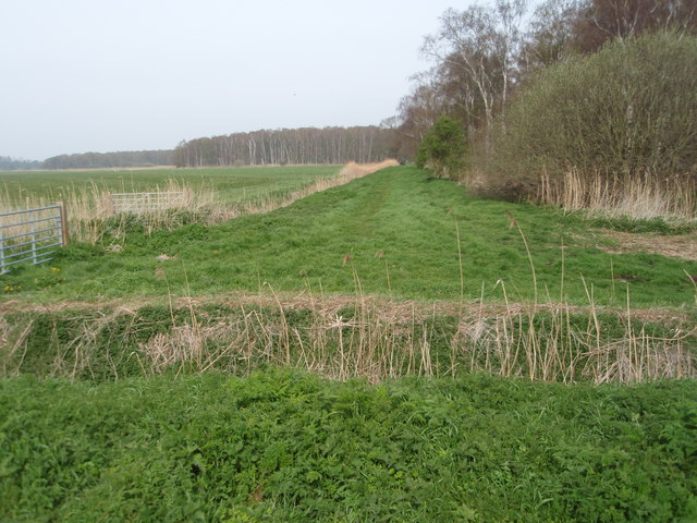 File:Holme Fen Nature Reserve - geograph.org.uk - 788448.jpg