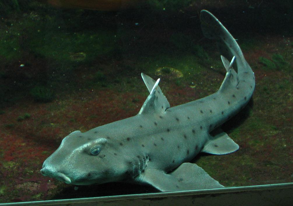 Horn Shark Wikipedia