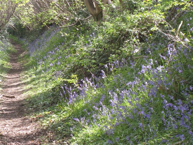 File:Hungers Lane - geograph.org.uk - 777931.jpg