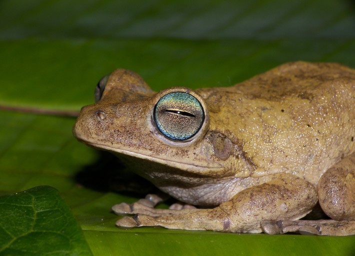 File:Hypsiboas pugnax.jpg