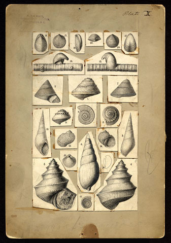 File:Illustration mollusks Fielding Bradford Meek.jpg