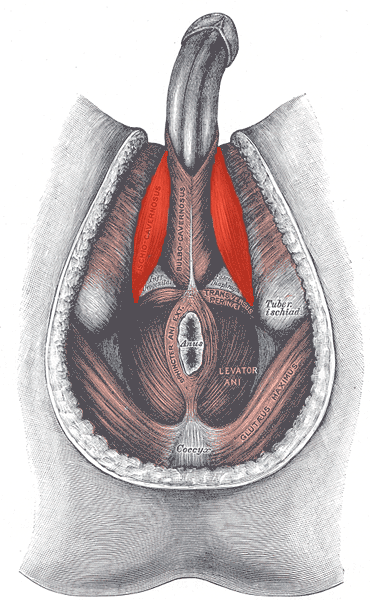 File:Ischiocavernosus-male.png