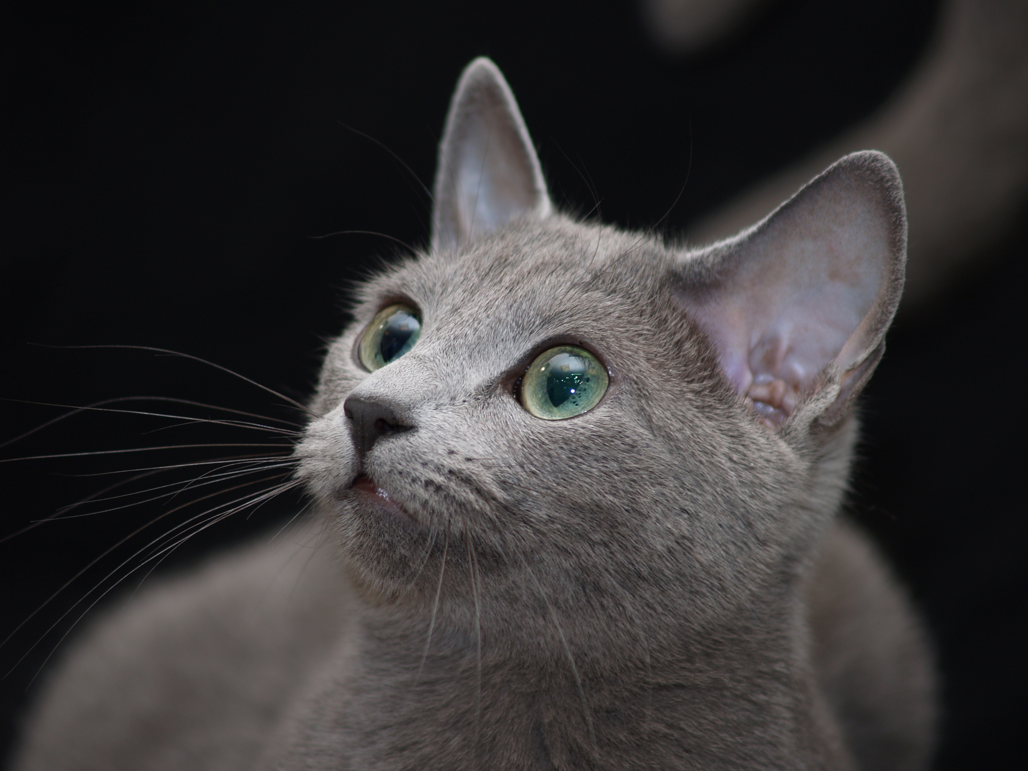 Кошка Серого Цвета Порода Фото