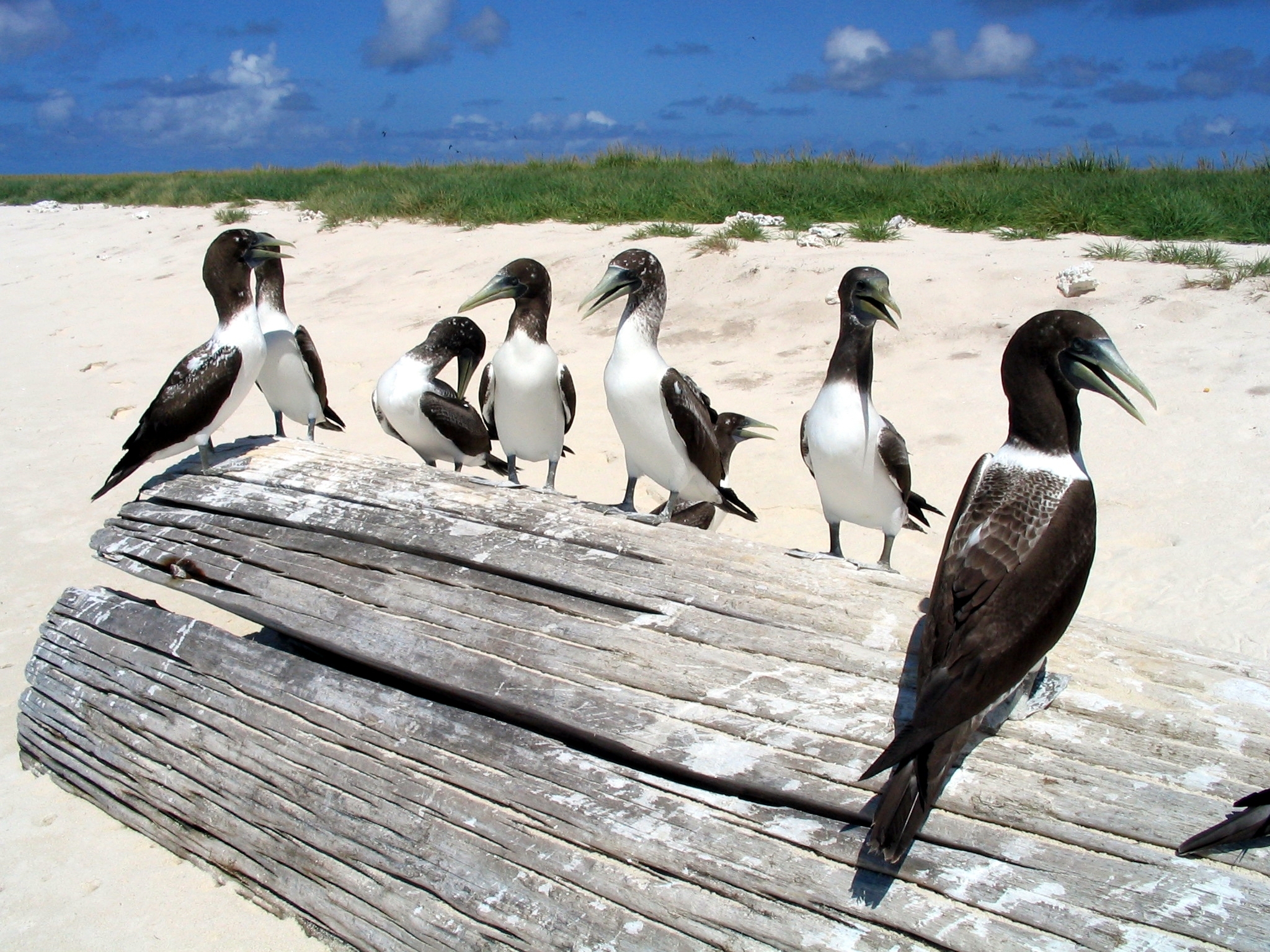 https://upload.wikimedia.org/wikipedia/commons/7/76/Kure_Masked_Booby_juveniles.jpg