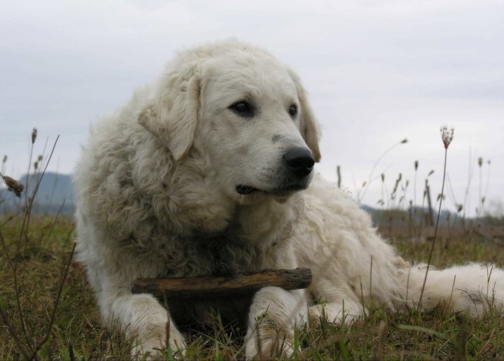 File:Kuvasz named Kan.jpg