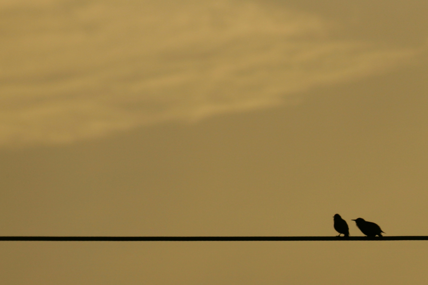 Two birds on a wire speed