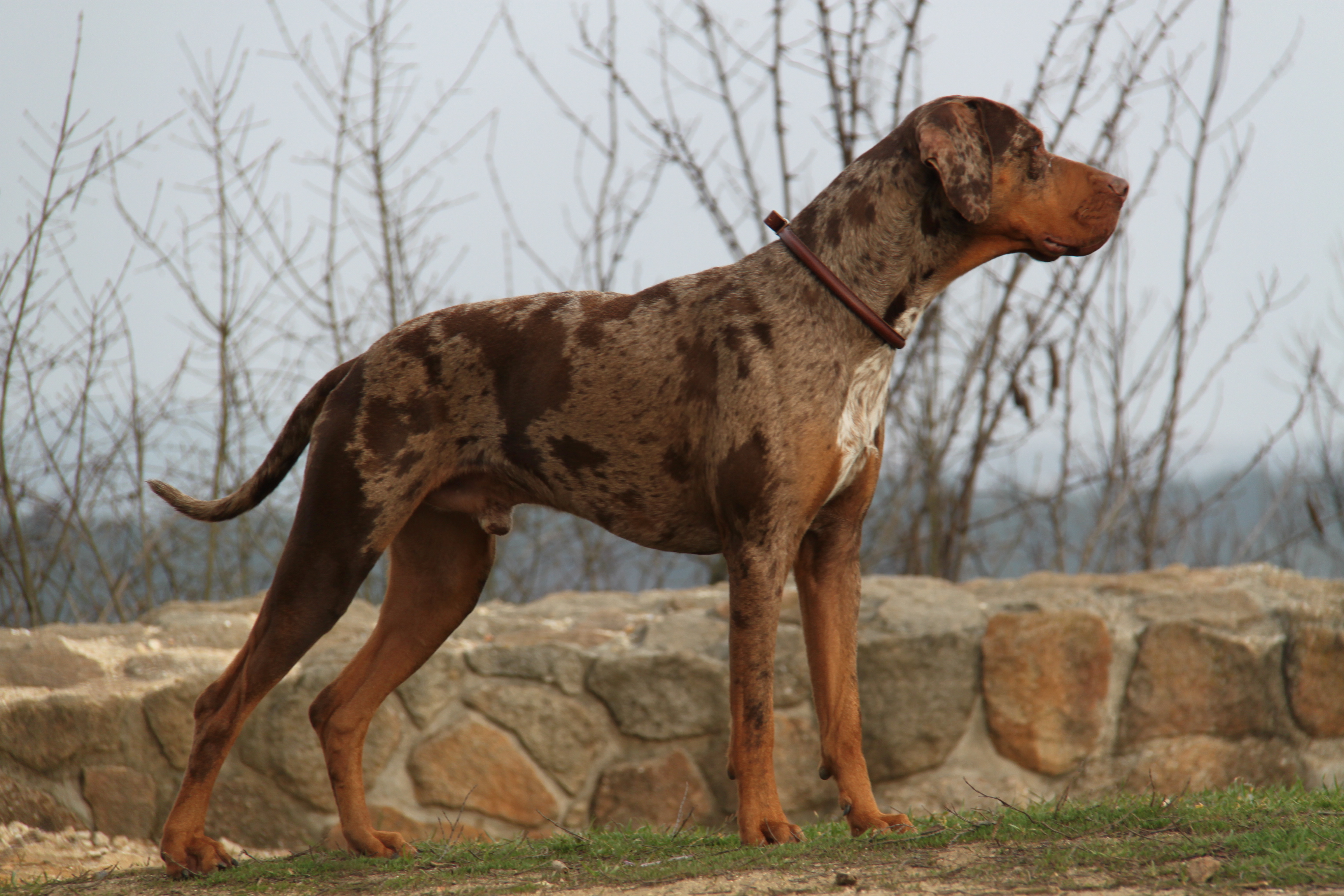 coahoma catahoulas