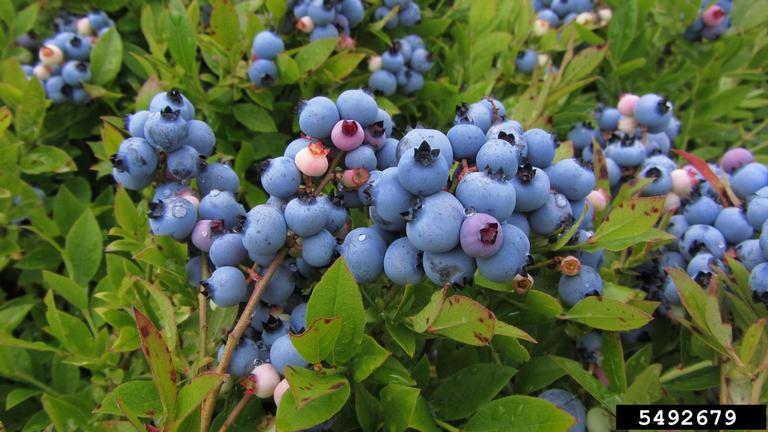 File:Lowbush blueberry bush.jpg