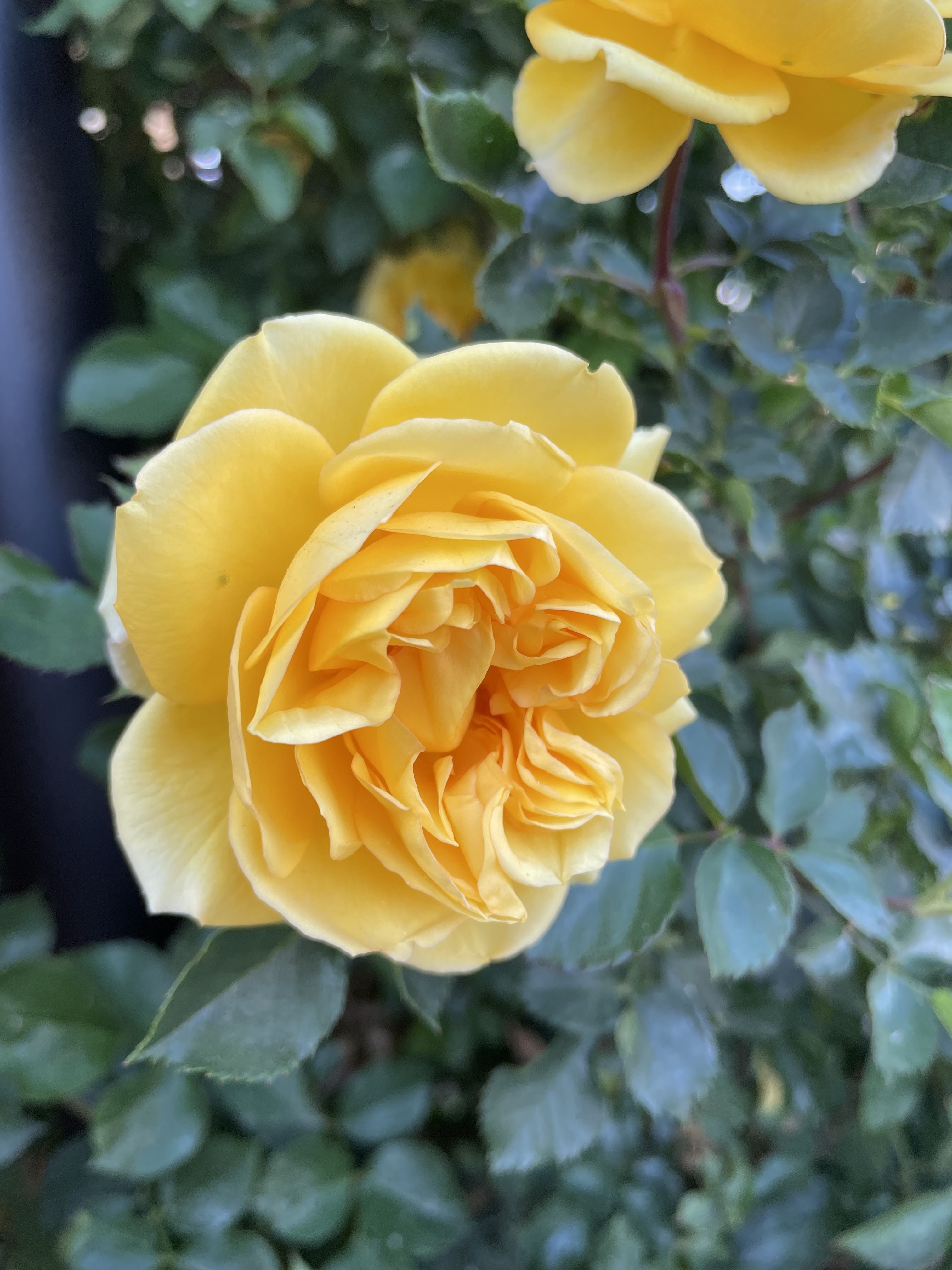 Golden Celebration Roses là loại hoa hồng độc đáo, có màu vàng óng ánh rất đẹp mắt. Hãy cùng thưởng thức những bức hình với loài hoa hồng này để đón nhận những cảm xúc tươi mới trong cuộc sống của bạn.