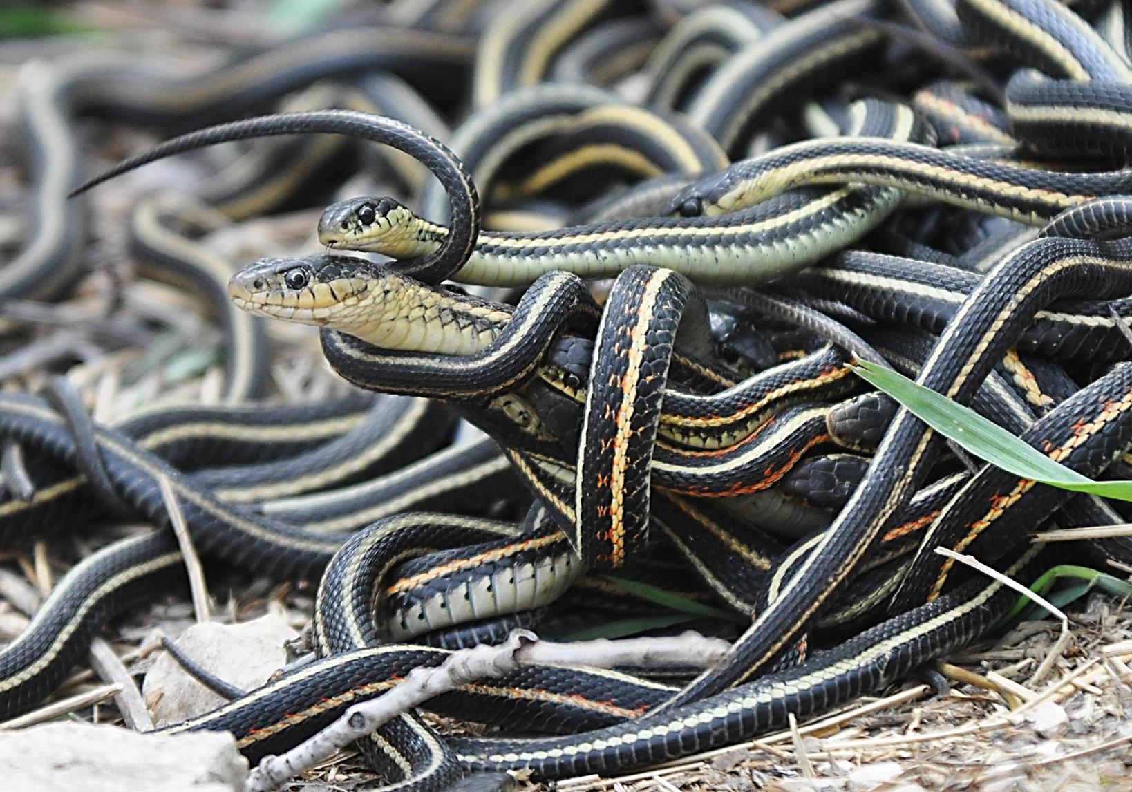 File:Mating ball of garter snakes.jpg - Wikimedia Commons