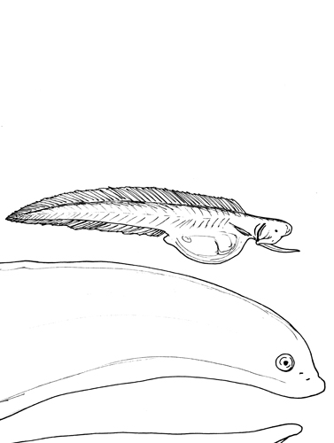 File:Monognathus jesperseni.jpg