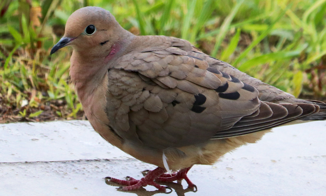 11 birds. Mourning dove. Catholic dove.