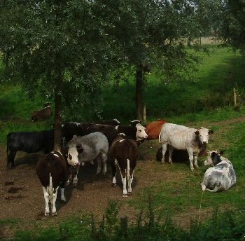 File:No Time to Stand Beneath the Boughs and Stare as Long as Sheep or Cows - geograph.org.uk - 48513 (cropped).jpg