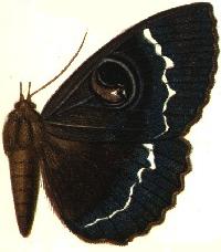 <i>Erebus superba</i> Species of moth of the family Eribidae