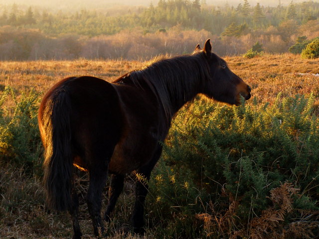 Pony eating gorse, Acres Down, New Forest - geograph.org.uk - 1071158
