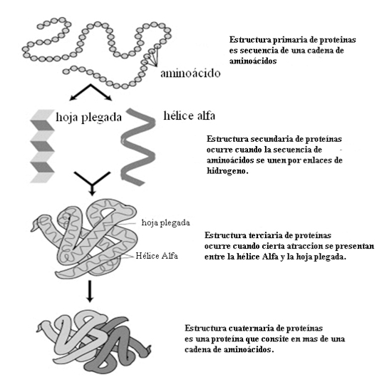 Protein-structure es.jpg
