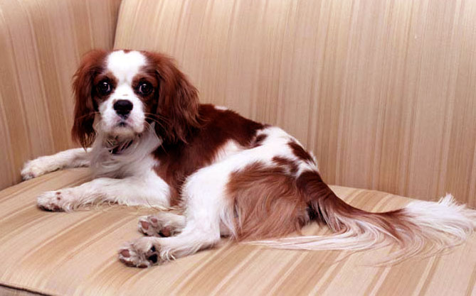 Rex Cavalier King Charles Spaniel.jpg