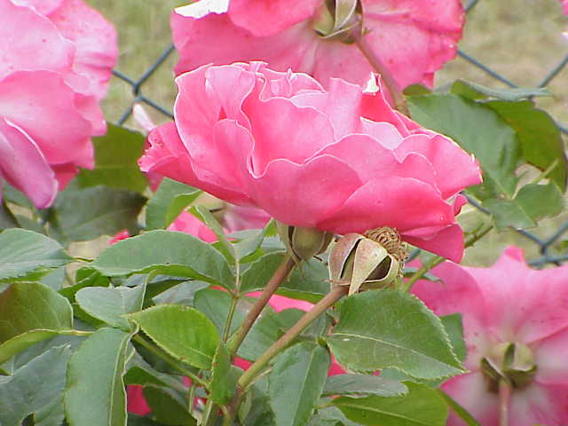 File:Rosa sp.243.jpg