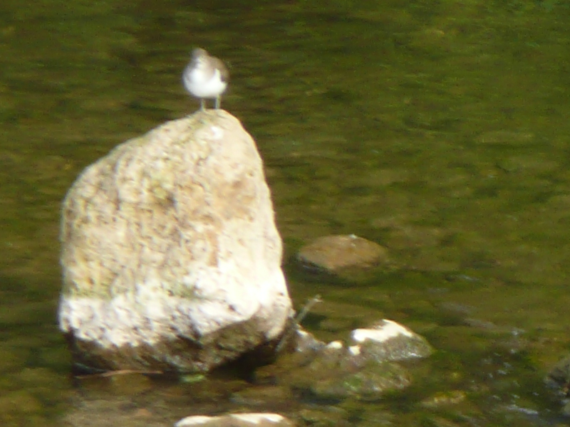 File:Sandpiper 1040498 m.jpg